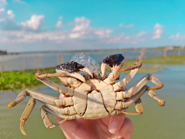 阳澄湖大闸蟹，满足你对美食的所有想象