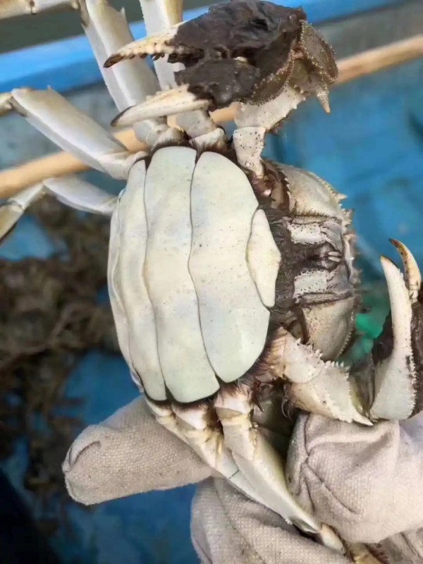 阳澄湖大闸蟹加盟 别只看名气！货源才是赚钱关键