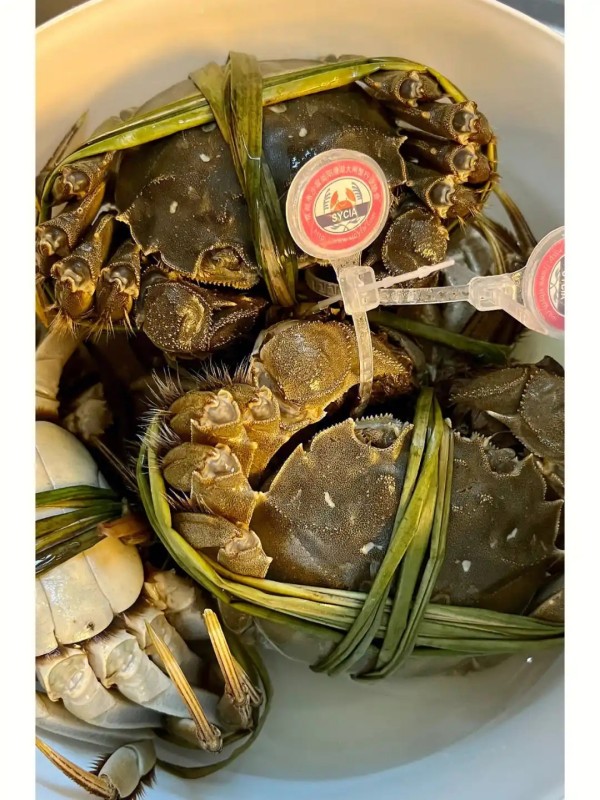 阳澄湖大闸蟹怎么辨别真假 正宗与选购技巧