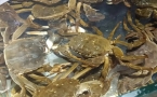 阳澄湖大闸蟹礼券怎么选择 实用指南